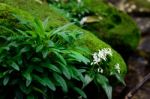 White Flower On Green Mos Stock Photo