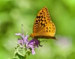 Photo Of A Beautiful Butterfly Sitting On Flowers Stock Photo