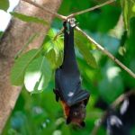 Flying Fox Stock Photo