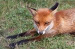 Red Fox Stock Photo