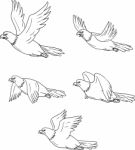 Eagle Flying Side Cartoon Collection Set Stock Photo