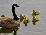 Beautiful Isolated Picture Of A Young Family Of Canada Geese Swimming Stock Photo