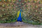 Peacock Bird Showing Off His Beautiful Feathers Stock Photo