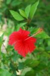 Red Hibiscus Pistilles Flower Stock Photo