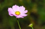 Pink Cosmos In In Garden Close Up Stock Photo