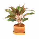 Aglaonema Stock Photo