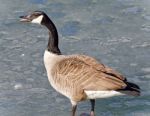 Background With A Canada Goose Standing On Ice Stock Photo