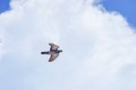 Pigeon Flies In The Blue Sky In A Sunny Day Stock Photo