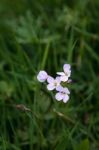 Cuckoo Flower (cardamine Pretensis) Stock Photo