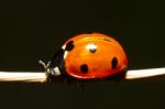 Beautiful Ladybug Insect Stock Photo