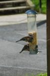 Chaffinches Feeding Stock Photo