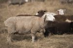 Sheep On The Farm Stock Photo