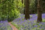 Bluebells In Staffhurst Woods Near Oxted Surrey Stock Photo