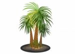 Palm Trees Stock Photo