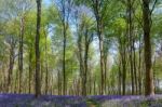 Bluebells In Wepham Wood Stock Photo