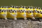 Cabbage Caterpillar Stock Photo