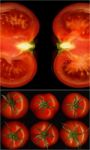 Tomatoes Collage Stock Photo