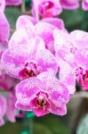 White Pink Phalaenopsis Orchid Flower In Garden Stock Photo