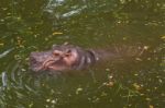 Hippopotamus Swimming In Water Stock Photo