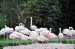 Group Of Flamingos Stock Photo