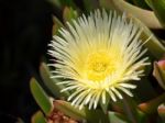 Yellow Carpobrotus Edulis Flower Costa Del Sol Stock Photo