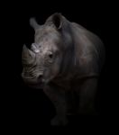 White Rhinoceros In Dark Background Stock Photo