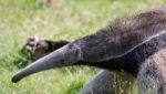 Giant Anteater (myrmecophaga Triductyla) Stock Photo