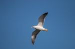 Seagull In The Sky Stock Photo