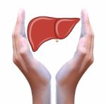 Human Liver In Hand Stock Photo