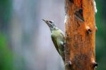 Gray-headed Woodpecker In A Rainy Spring Forest Stock Photo