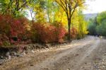 Autumn Scenery Near A Lake With Yellow Leaves On  Trees In Fall Stock Photo