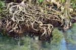 Root Mangrove Stock Photo