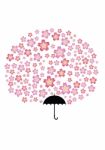 Sakura Umbrella Stock Photo