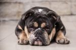 English Bulldog Looking At The Camera Stock Photo