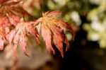 Japanese Red Maple Leaves. Autumn Fall Season Color Stock Photo