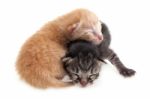 Newborn Kittens Stock Photo