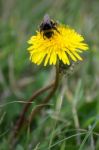 Bee Collecting Pollen From A Dandelion (taraxacum) Stock Photo