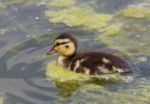 Close-up Of The Cute Young Duck Stock Photo