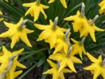 Daffodils After The Rain Stock Photo