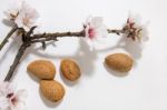 Almond Tree Branch And Almonds Stock Photo