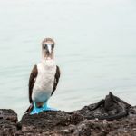 Blue-footed Boobie And Marine Iguana. Galapagos, Ecuador Stock Photo