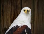 Photo Of An African Fish Eagle Looking Straight Stock Photo