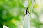 Daddy Long Legs On Stem Stock Photo