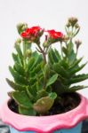 Kalanchoe Flowering Plant In Pot Stock Photo