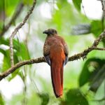 Female Orange-breasted Trogon Stock Photo