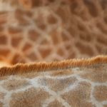 Giraffe Skin Stock Photo