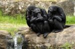 Chimpanzees Stock Photo