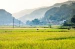 Close Up Rice Fields On Terraced Of Yellow Green Rice Field Landscape Stock Photo