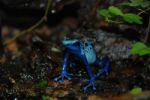 Poison Dart Frog Stock Photo