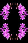 Phalaenopsis Hybrid Stock Photo